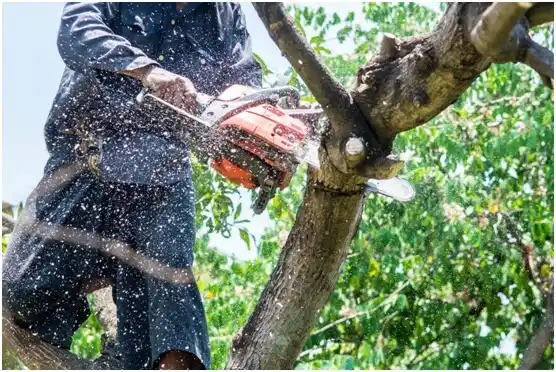 tree services North Augusta